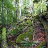 09 b Schluchensteig Etappe 4 - 6